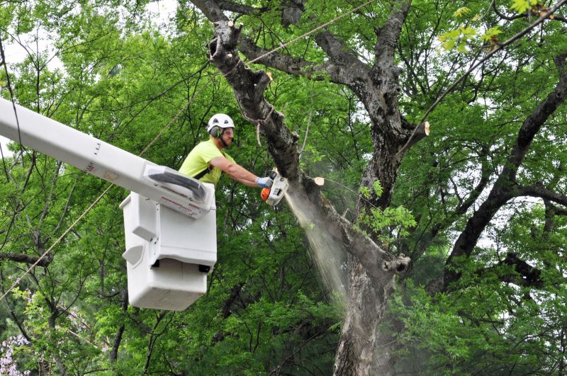 Increase Your Tree Removal Business with an AI Driven, Targeted Website