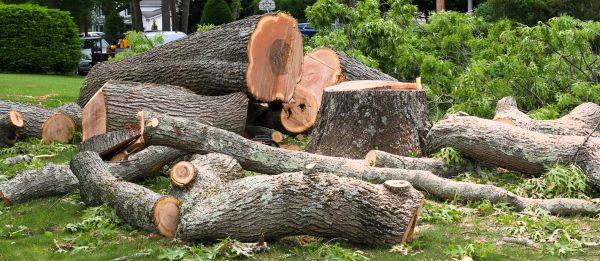 Large Tree Removal in Saint Cloud