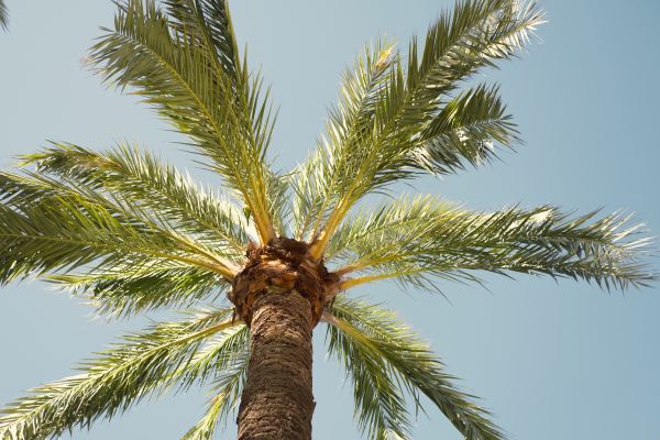 Palm Tree Removal in Saint Cloud