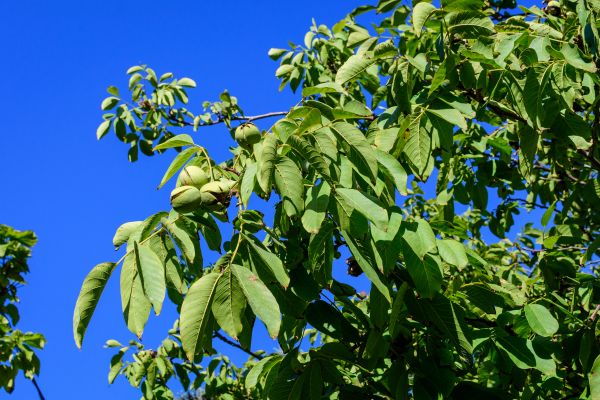Cost of Walnut Tree Removal in Saint Cloud