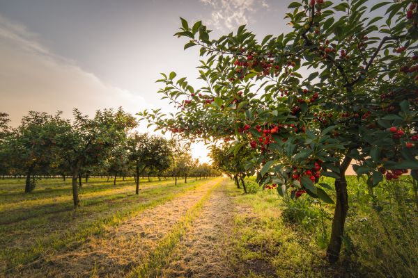 Cost of Cherry Tree Removal in Saint Cloud