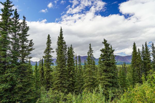Cost of Spruce Tree Removal in Saint Cloud