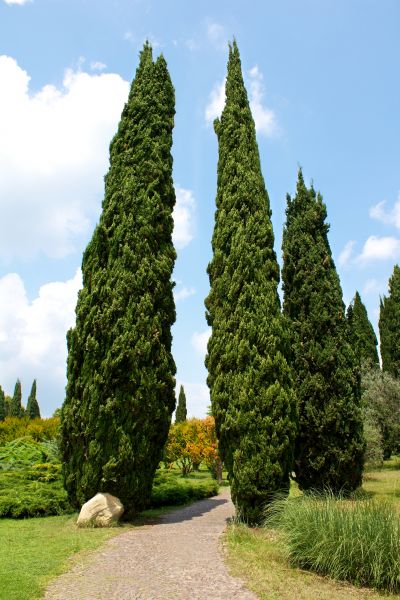 Cost of Cypress Tree Removal in Saint Cloud