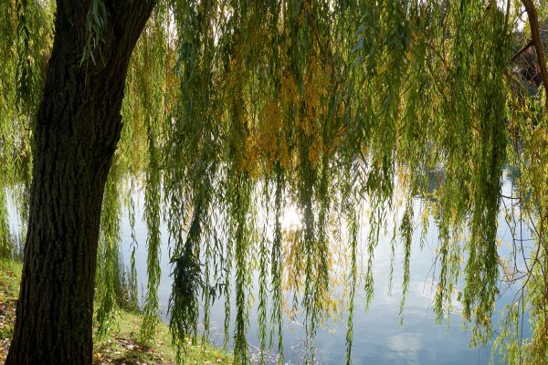 Cost of Willow Tree Removal in Saint Cloud