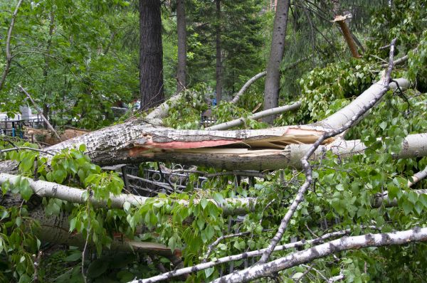 Cost of Birch Tree Removal in Saint Cloud