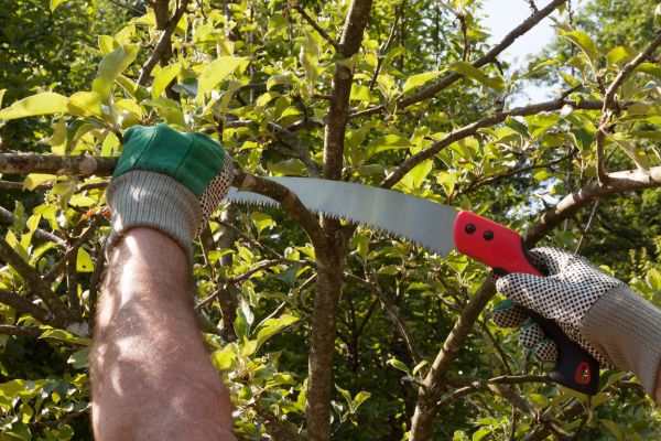 Cost of Elm Tree Removal in Saint Cloud