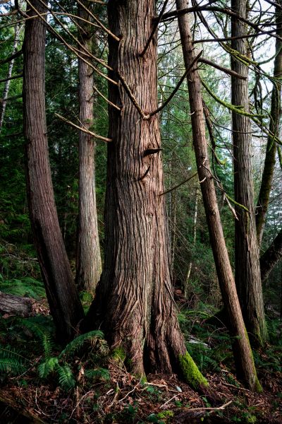 Cost of Cedar Tree Removal in Saint Cloud