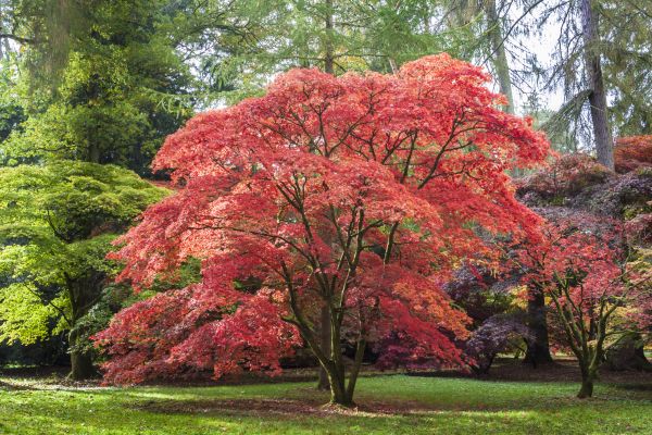Cost of Maple Tree Removal in Saint Cloud