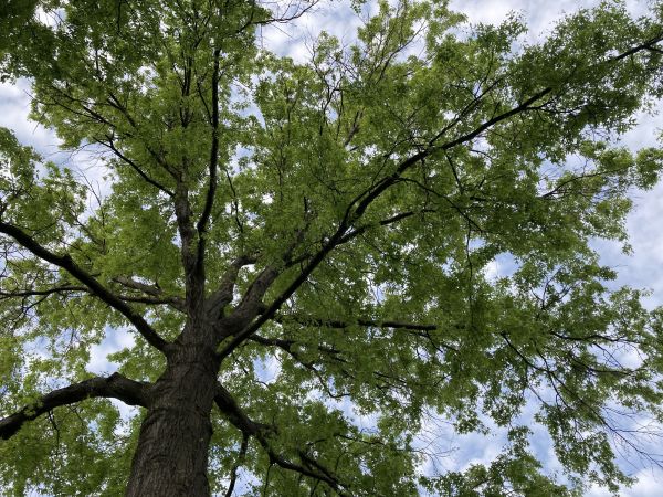 Cost of Oak Tree Removal in Saint Cloud