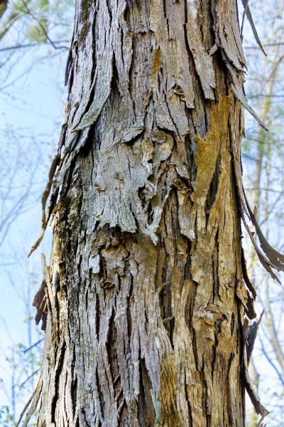 Cost of Hickory Tree Removal in Saint Cloud