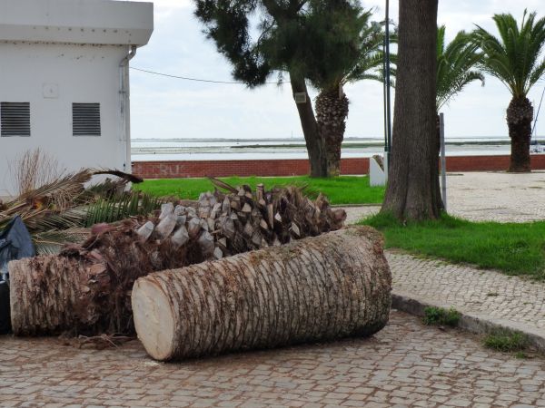 Palm Trees Removal in Saint Cloud