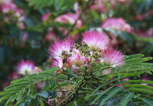 Cost of Mimosa Tree Removal in Saint Cloud