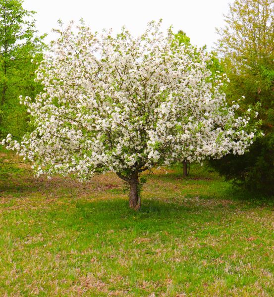 Cost of Dogwood Tree Removal in Saint Cloud