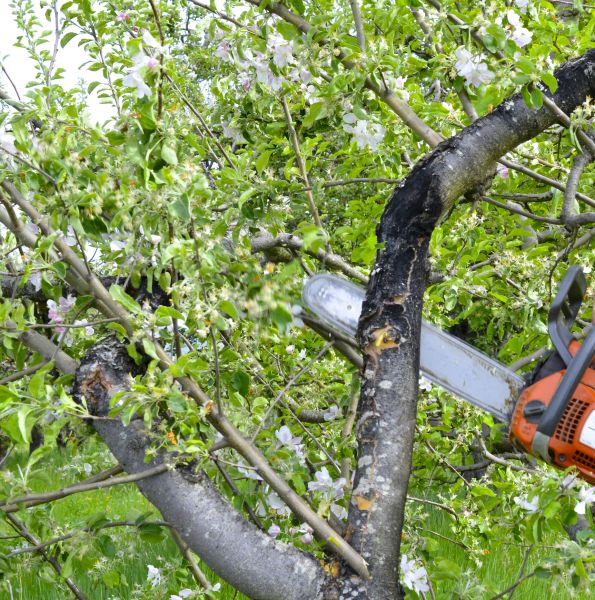 Cost of Apple Tree Removal in Saint Cloud