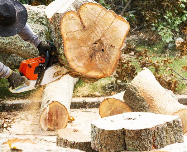 Tree Removal Service in Saint Cloud