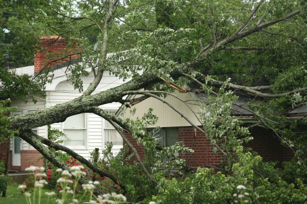 Emergency Tree Removal in Saint Cloud