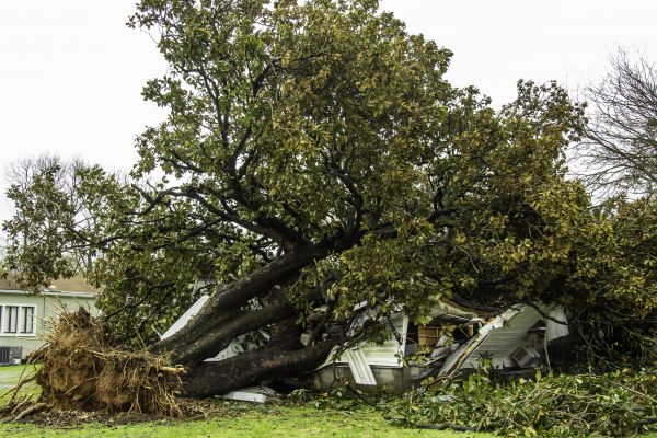 Fallen Tree Removal in Saint Cloud