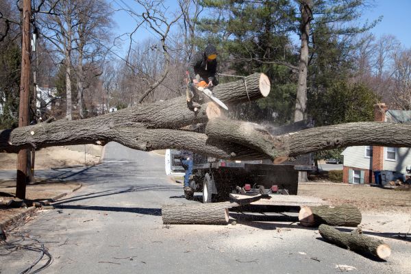 Cost of Residential Tree Removal in Saint Cloud
