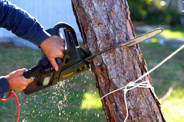 Dead Tree Removal in Saint Cloud
