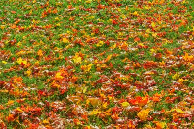 Autumn Leaf Cover