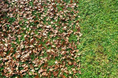 Leaf Collection in Progress