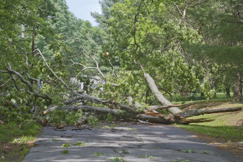 Emergency Response to Fallen Trees