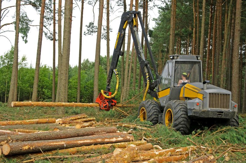 Tree Removal Equipment in Action