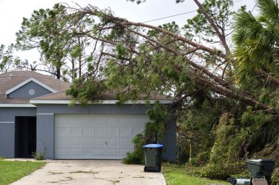 Fallen Tree in a Commercial Area