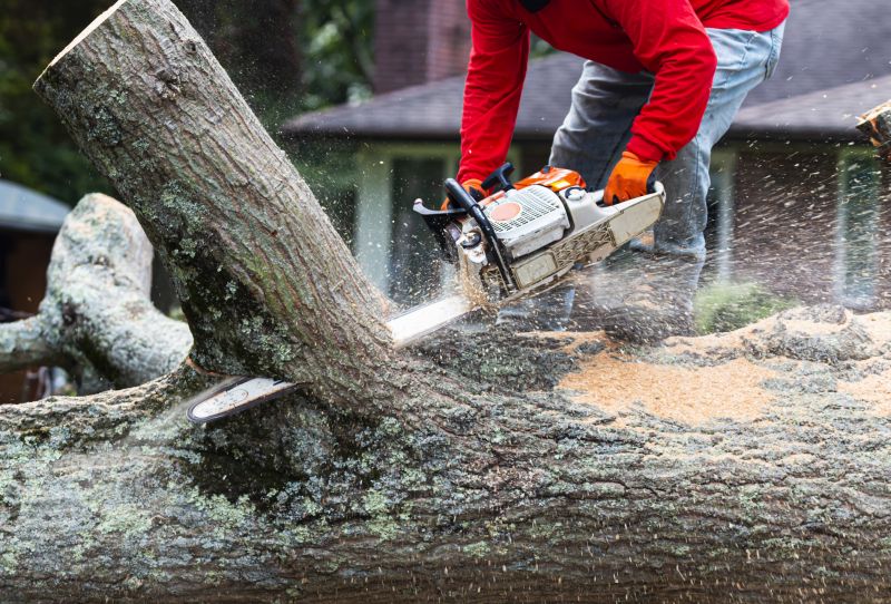 Scheduling Tree Removals