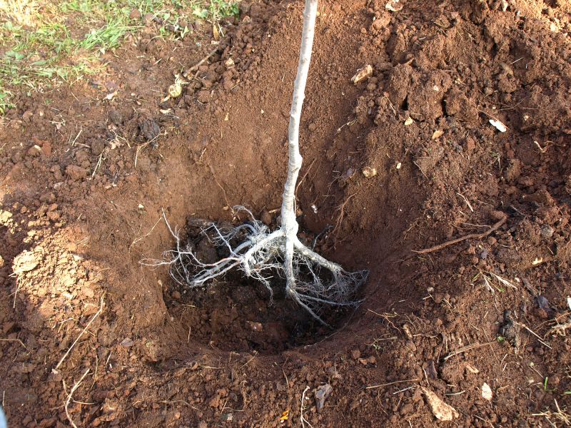 Spring Tree Removal