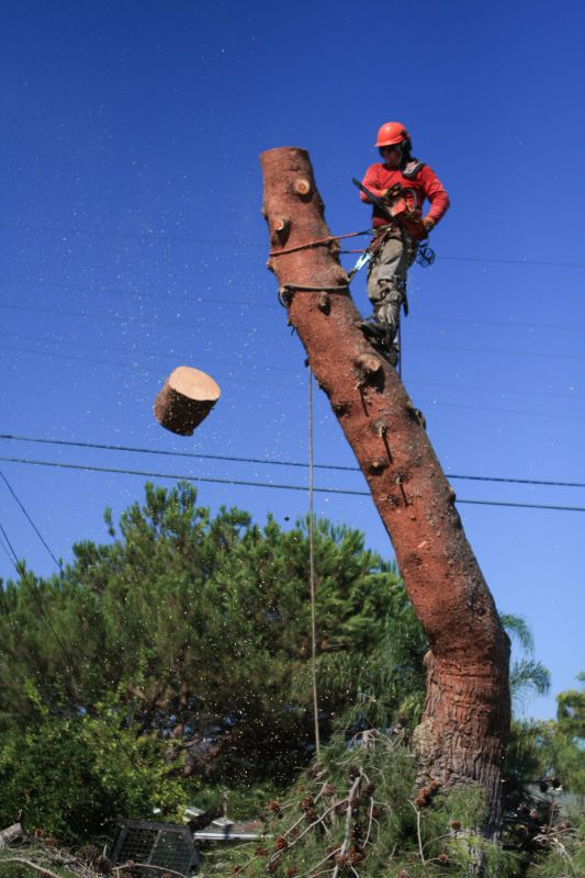 Safe Tree Cutting