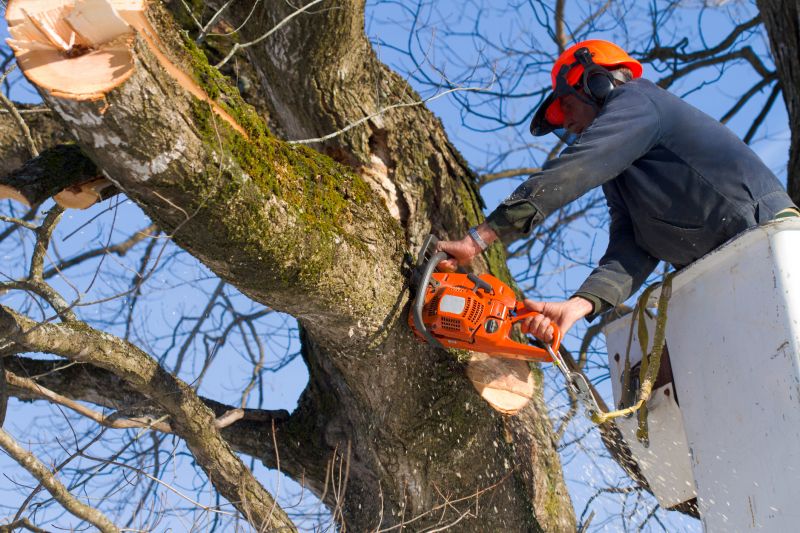 Pre-Removal Assessment