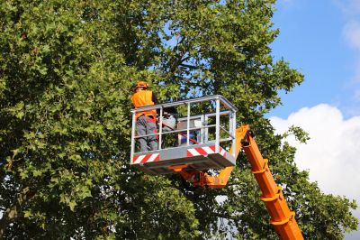 Professional Tree Service Team