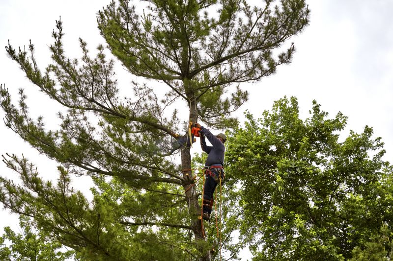 Equipment Used in Tree Removal
