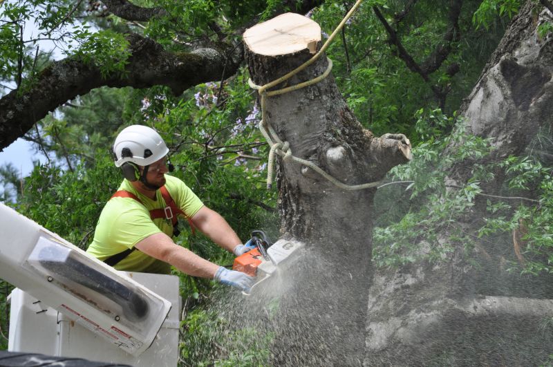 Safety Gear for Tree Removal