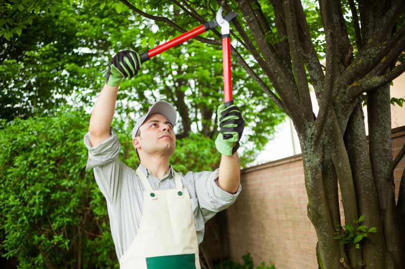 Tree Removal in Action